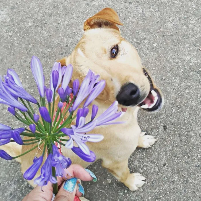 Cachorro ra a Vira lata com labrador idade 7 a 11 meses nome Léo