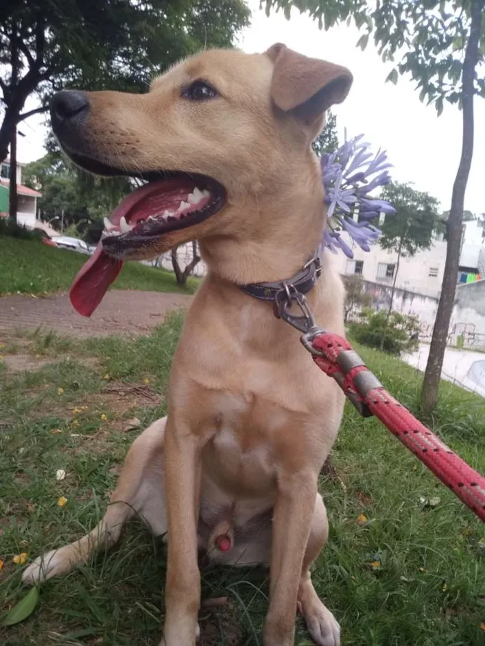 Cachorro ra a Vira lata com labrador idade 7 a 11 meses nome Léo