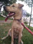 Léo