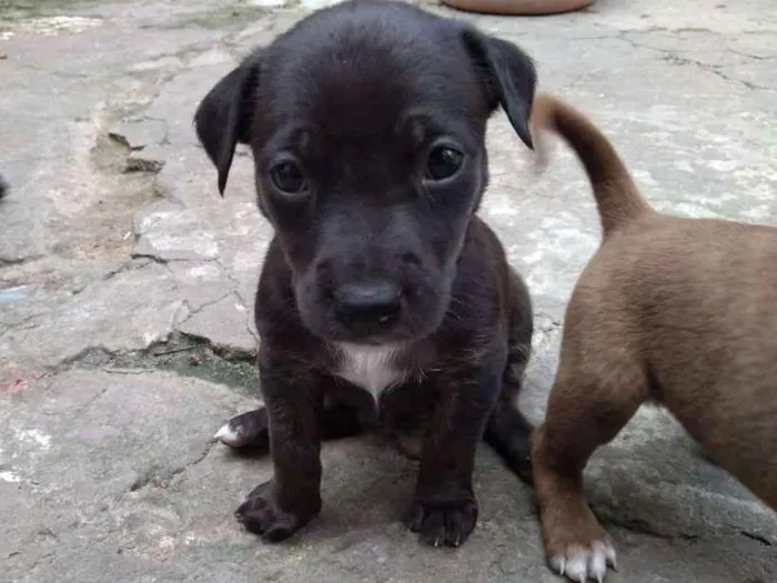 Cachorro ra a Vira lata idade 2 a 6 meses nome Não possuem nome