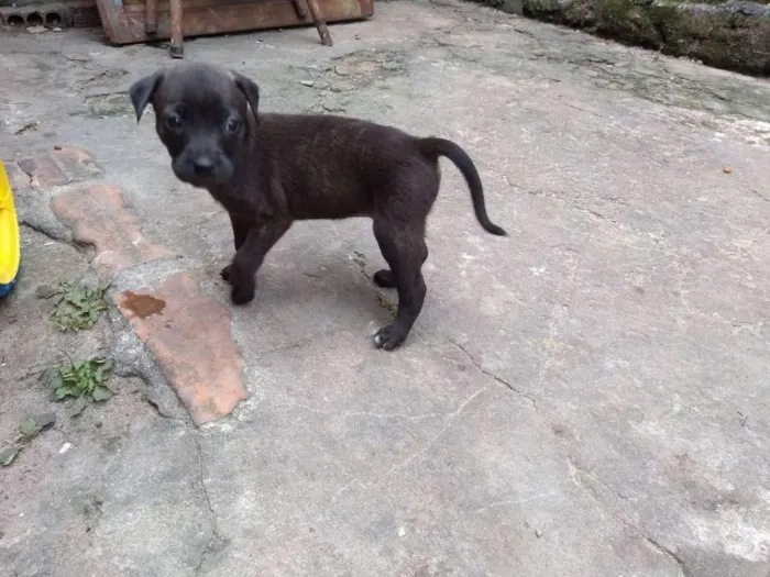 Cachorro ra a Vira lata idade 2 a 6 meses nome Não possuem nome