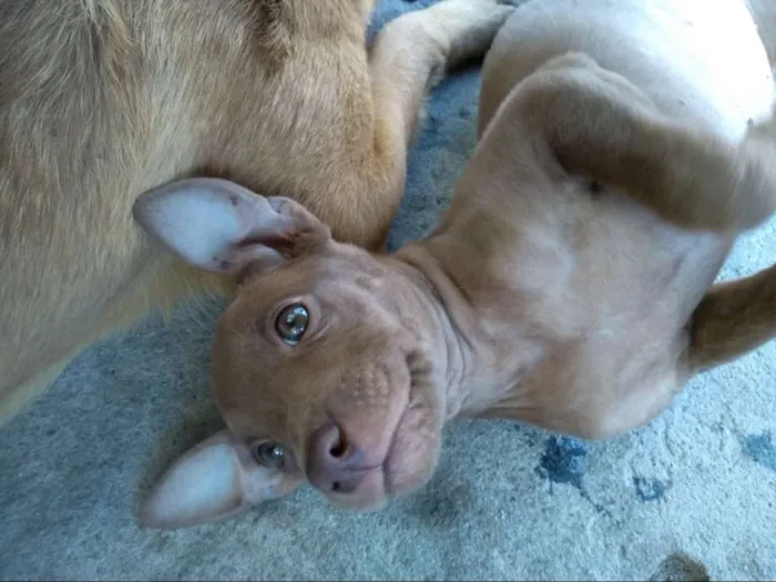 Cachorro ra a Vira lata idade 2 a 6 meses nome Não possuem nome