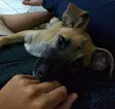 Scooby
