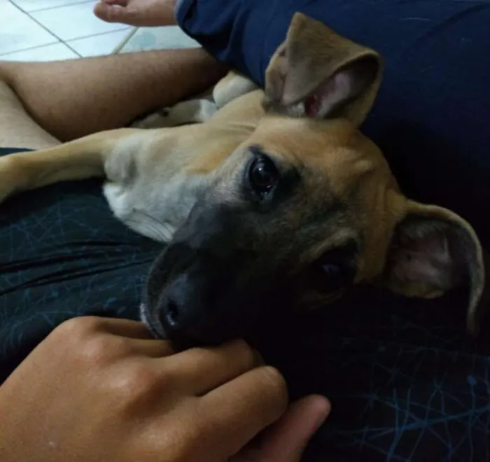 Cachorro ra a Vira lata  idade 2 a 6 meses nome Scooby