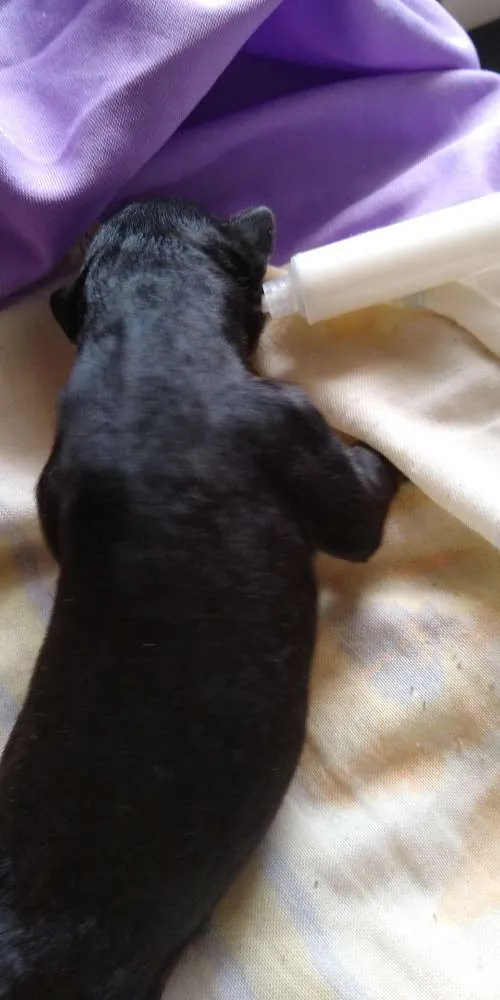 Cachorro ra a Não sei idade Abaixo de 2 meses nome Sem nome