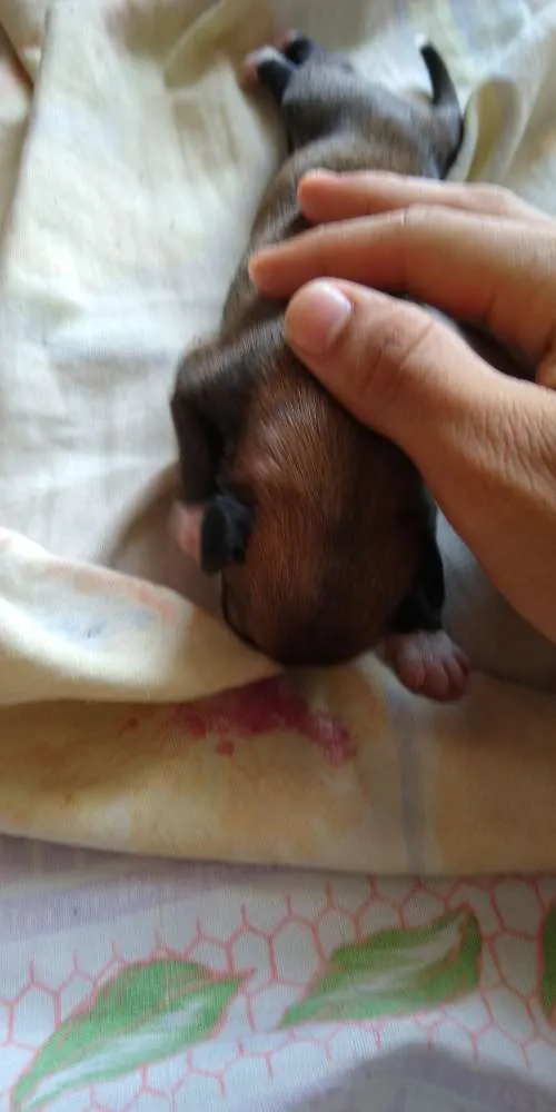 Cachorro ra a Não sei idade Abaixo de 2 meses nome Sem nome