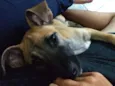 Scooby