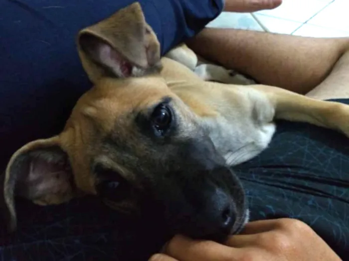 Cachorro ra a Vira lata  idade 2 a 6 meses nome Scooby