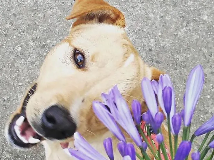 Cachorro ra a Vira lata com labrador idade 7 a 11 meses nome Léo