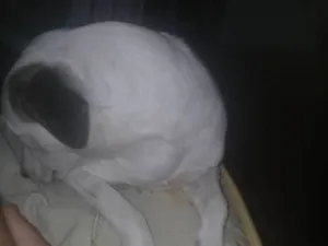 Cachorro raça Mesturada idade 1 ano nome pandora