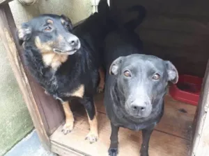 Cachorro raça Sem raça idade 5 anos nome Guibe e Pretinha
