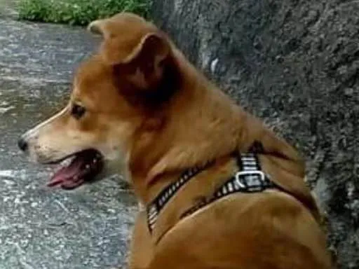 Cachorro ra a Vira lata idade 7 a 11 meses nome Gohan