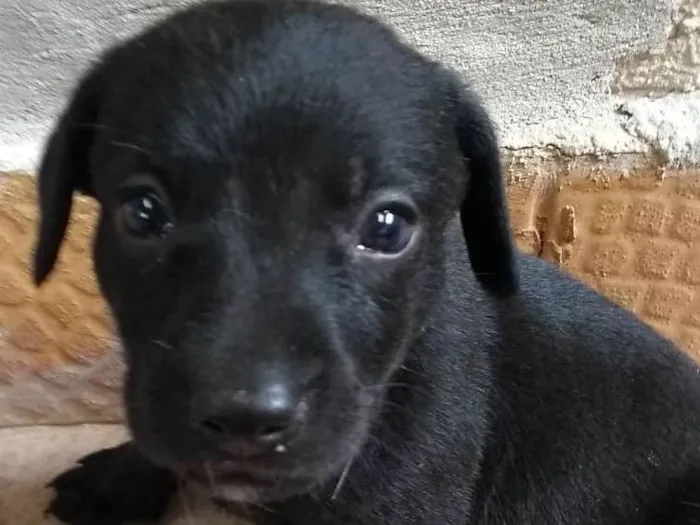 Cachorro ra a Srd idade Abaixo de 2 meses nome Filhotes