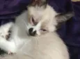 Jerry