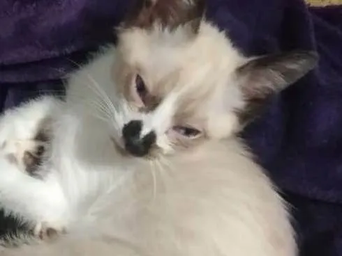 Gato ra a SRD idade 2 a 6 meses nome Jerry