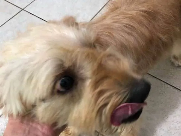 Cachorro ra a Poodle idade 3 anos nome Sem nome