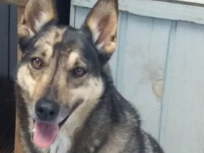 Cachorro ra a SRD idade 5 anos nome Síria