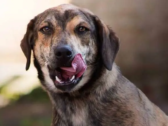 Cachorro ra a SRD idade 1 ano nome Tigrão