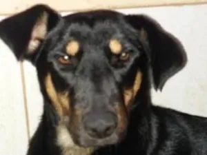 Cachorro raça SRD idade 7 a 11 meses nome Estrela