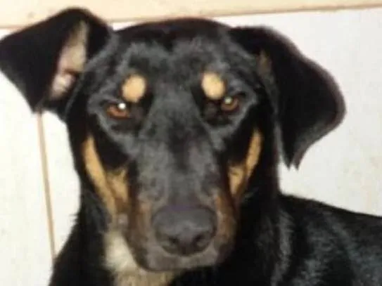 Cachorro ra a SRD idade 7 a 11 meses nome Estrela