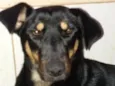 Estrela