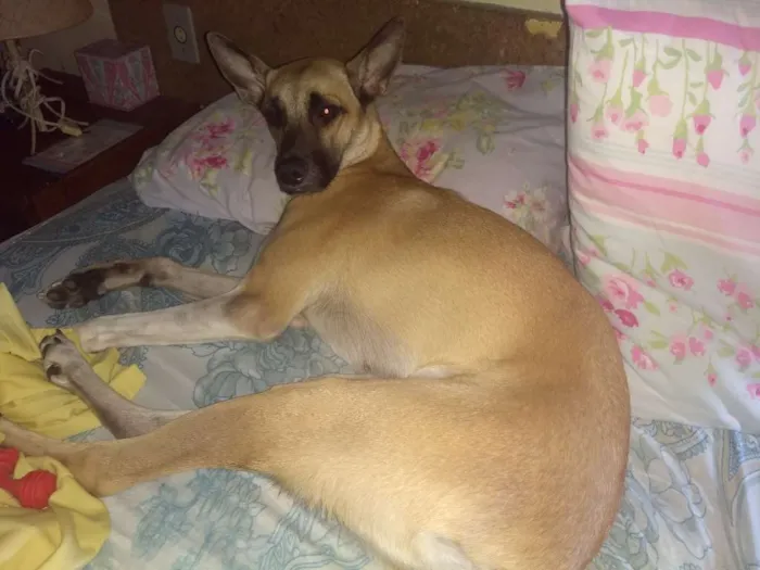 Cachorro ra a Vira-lata  idade 1 ano nome Carolina