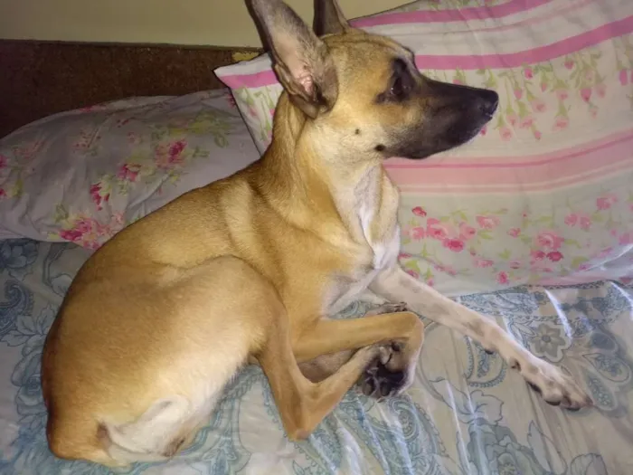 Cachorro ra a Vira-lata  idade 1 ano nome Carolina