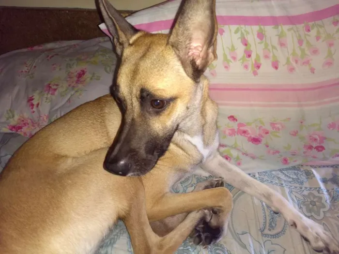 Cachorro ra a Vira-lata  idade 1 ano nome Carolina