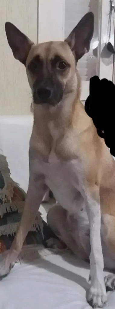 Cachorro ra a Vira-lata  idade 1 ano nome Carolina