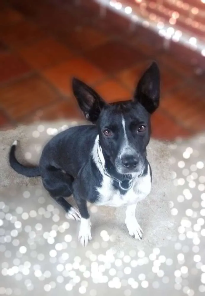 Cachorro ra a SRD idade 2 anos nome Catita