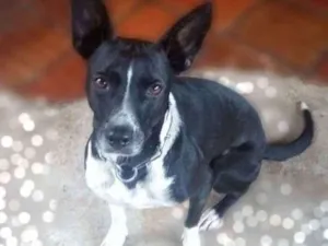Cachorro raça SRD idade 2 anos nome Catita