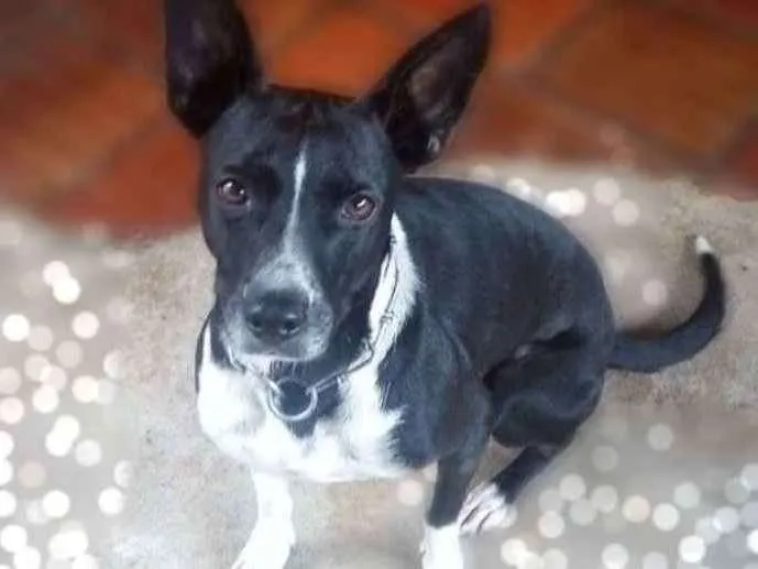 Cachorro ra a SRD idade 2 anos nome Catita