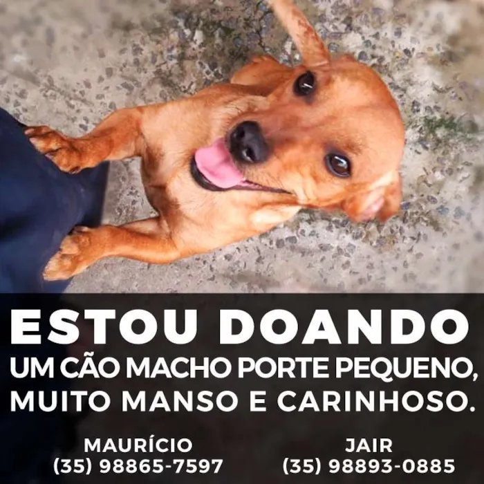 Cachorro raça Basset - Mista idade 7 a 11 meses nome Sem nome