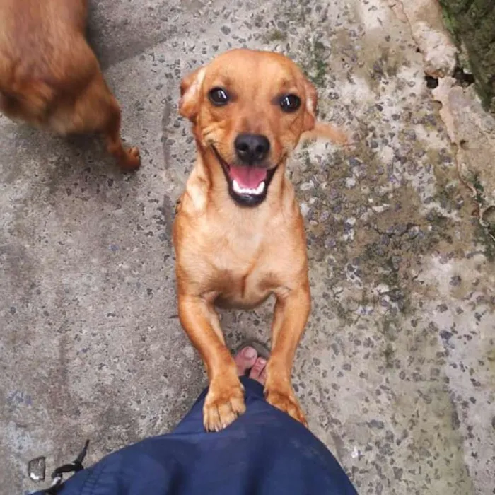 Cachorro raça Basset - Mista idade 7 a 11 meses nome Sem nome