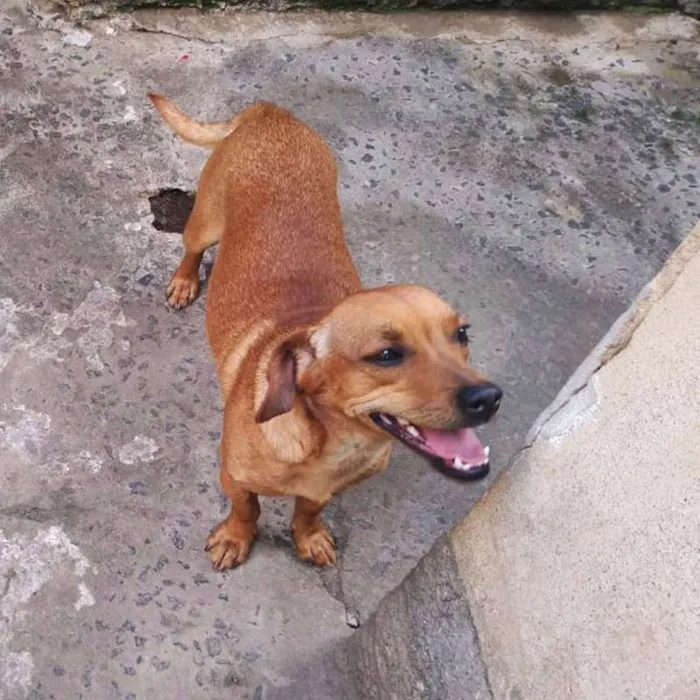 Cachorro raça Basset - Mista idade 7 a 11 meses nome Sem nome