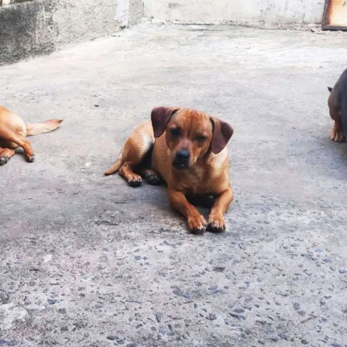 Cachorro raça Basset - Mista idade 7 a 11 meses nome Sem nome