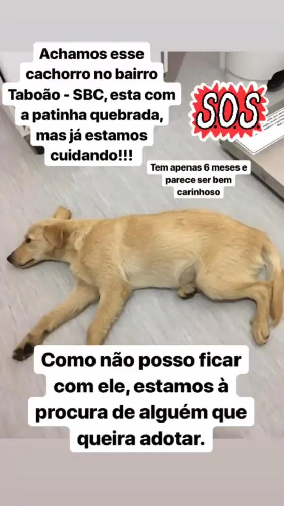 Cachorro ra a Vira Lata idade 2 a 6 meses nome Bob