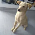 Bob