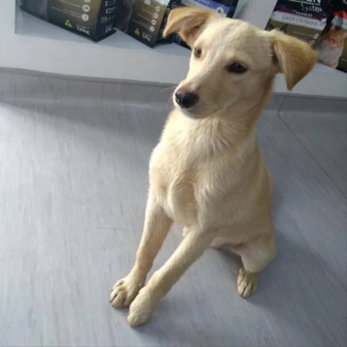 Cachorro ra a Vira Lata idade 2 a 6 meses nome Bob