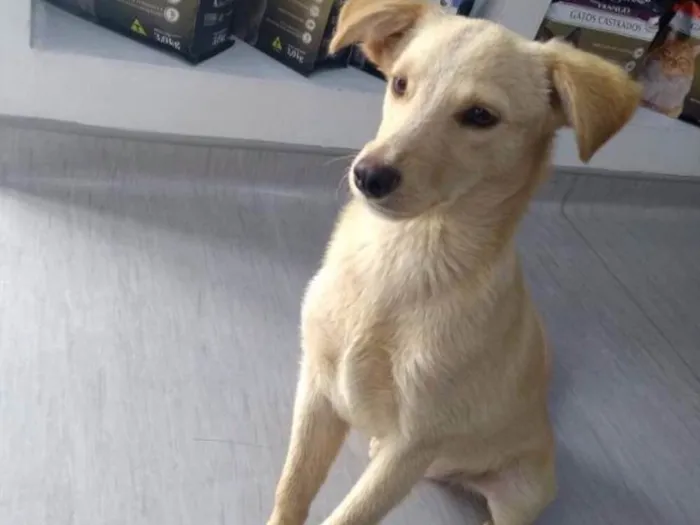 Cachorro ra a Vira Lata idade 2 a 6 meses nome Bob