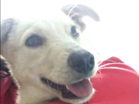 Cachorro ra a Vira Lata idade 2 a 6 meses nome Bob