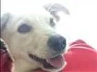 Cachorro raça Vira Lata idade 2 a 6 meses nome Bob