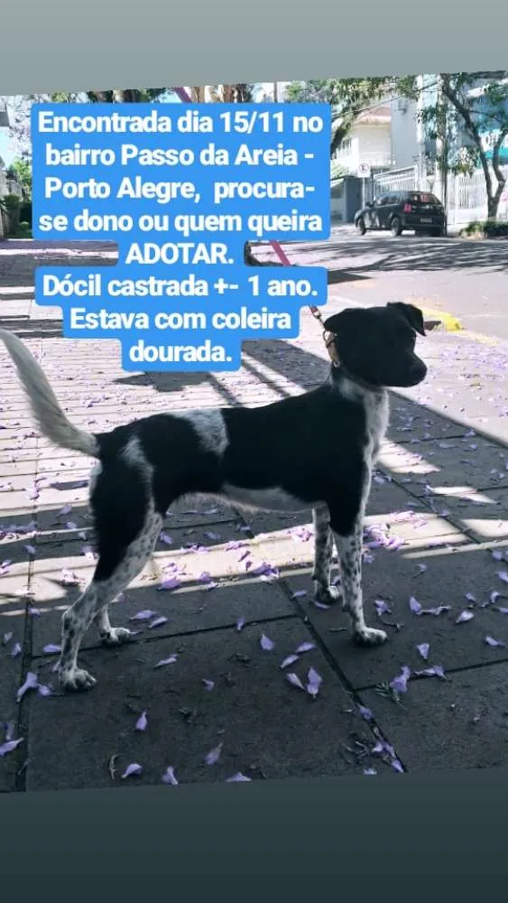 Cachorro ra a  idade 1 ano nome Emma (temporario)