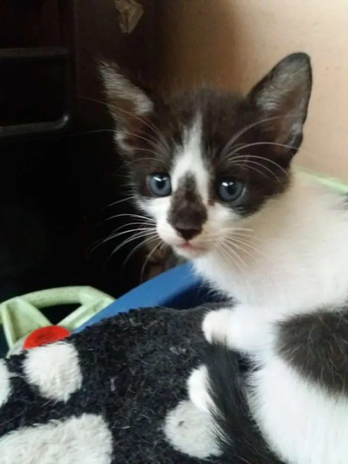 Gato ra a Nao identificada idade 2 a 6 meses nome Gatinho