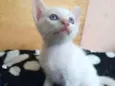 Gatinho