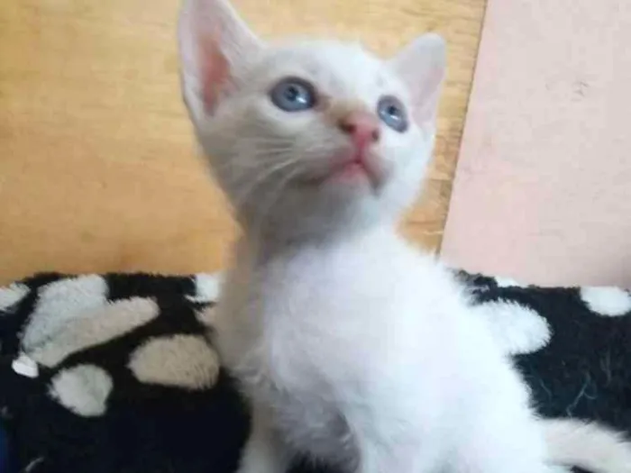 Gato ra a Nao identificada idade 2 a 6 meses nome Gatinho
