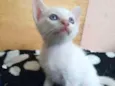 Gatinho
