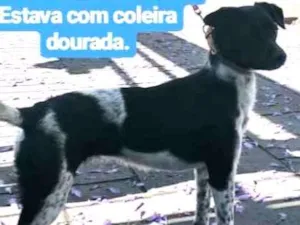 Cachorro raça  idade 1 ano nome Emma (temporario)