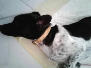 Cachorro raça  idade 1 ano nome Emma (temporario)