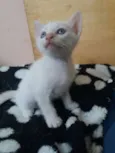Gatinho